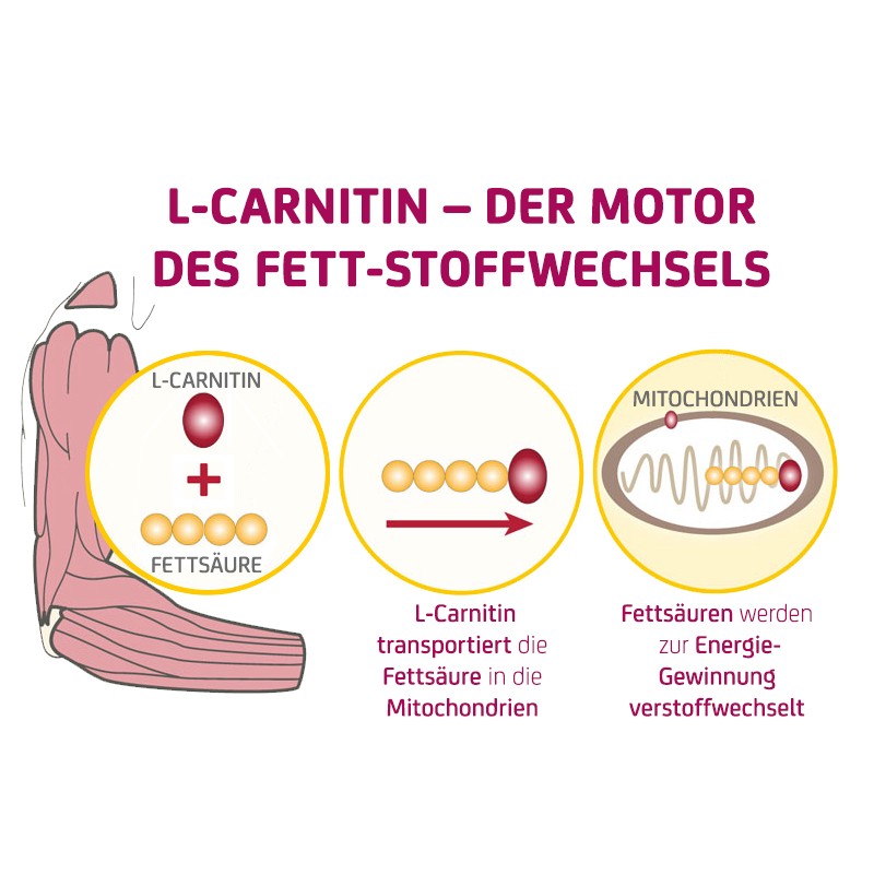 media/image/FB-L-carnitine-graphic-Newsrz5yX85DW7Xp.jpg